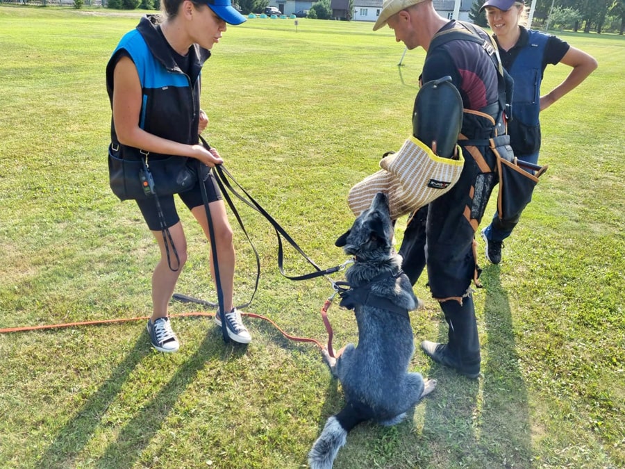 IGP Australian cattle dog