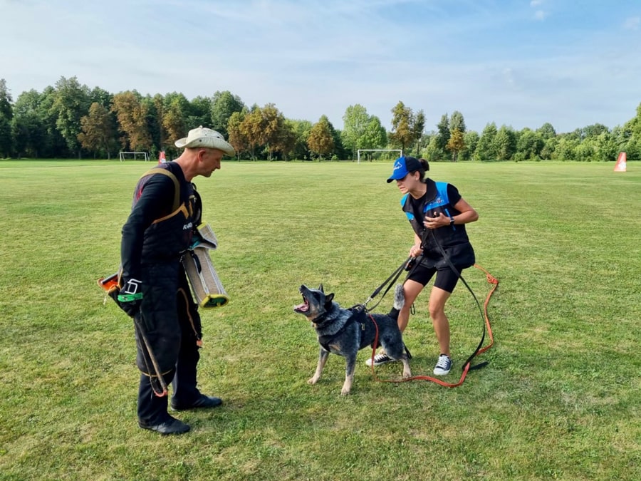 IGP Australian cattle dog