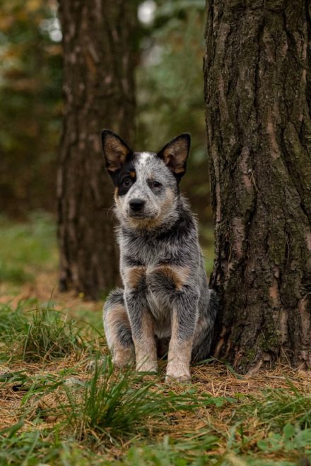 Australian cattle dog puppy