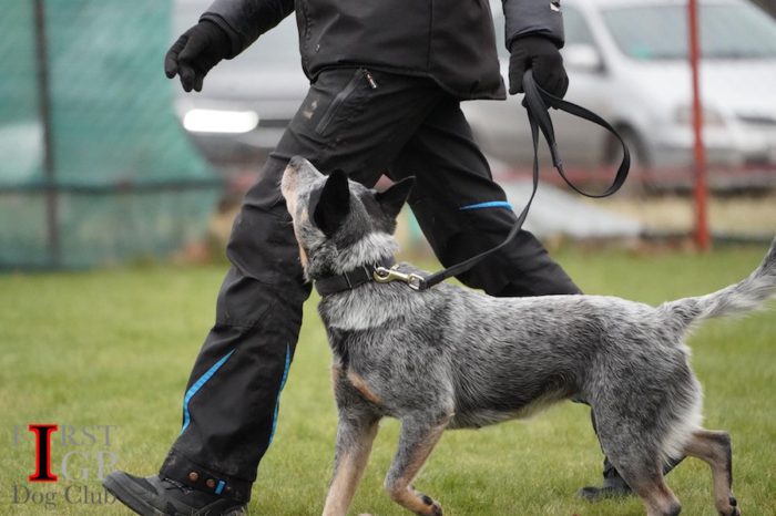 IGP Australian heeler