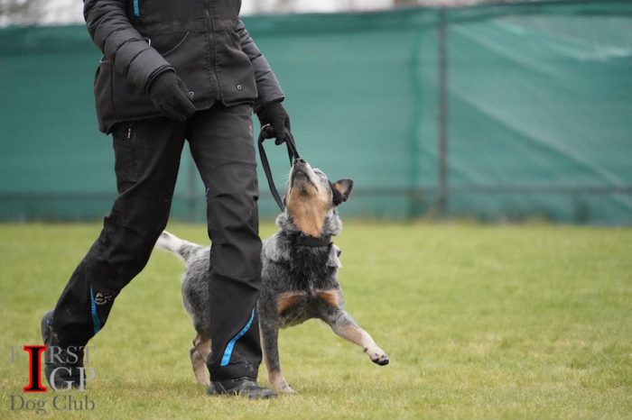 IGP Australian heeler