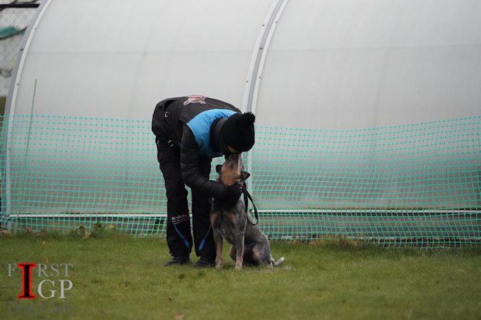 IGP Australian heeler