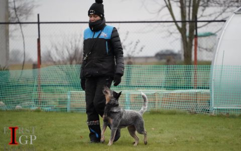 IGP Australian heeler