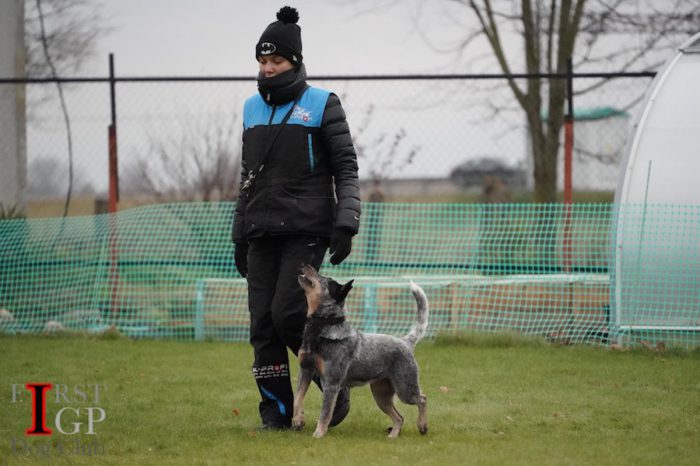 IGP Australian heeler