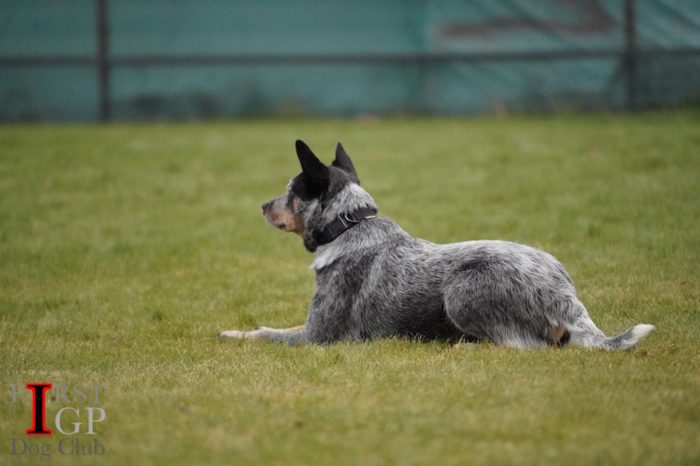 IGP Australian heeler