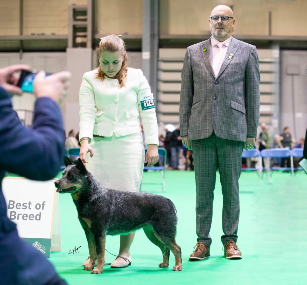 crufts 2024 bob